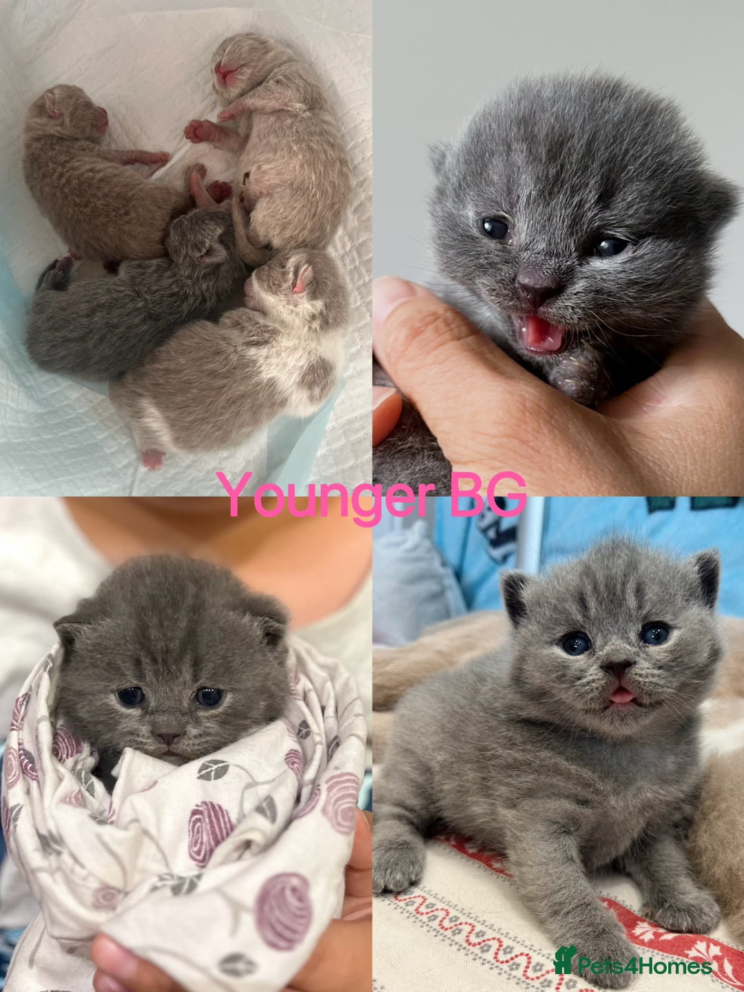 British Shorthair cats for sale: 💙GCCF BSH Kittens🩷 - Image 6