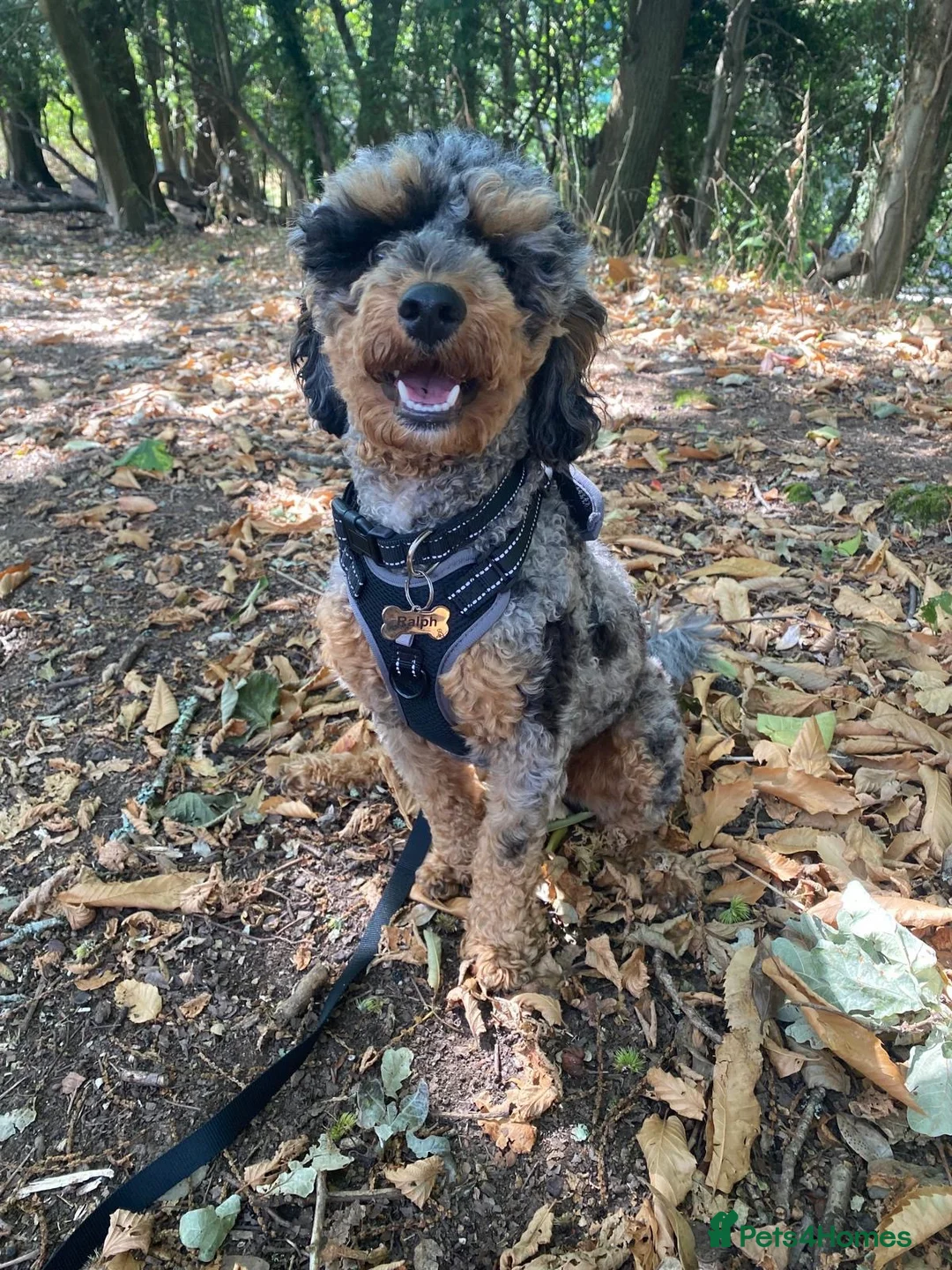 Cockapoo dogs for sale: Male merle cockapoo - Advert 5