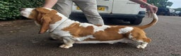 Basset Hound dogs for sale: Stunning Basset hound puppies!! KC reg. - Advert 12