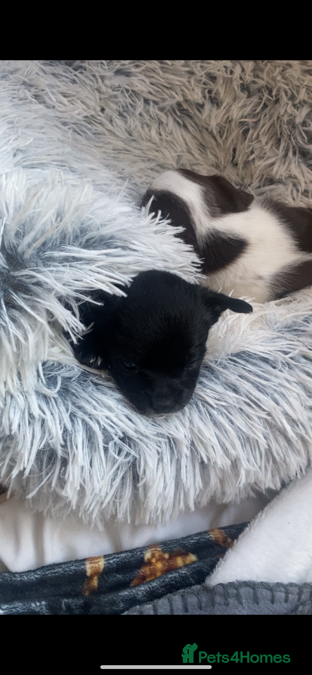 Chihuahua dogs for sale: Chihuahua - Full breed puppies - Image 14
