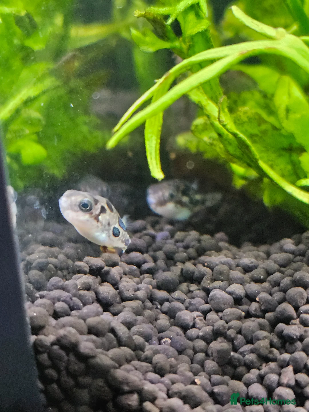 Pufferfish fish for sale: 6 pea puffers with aquarium  - Advert 1