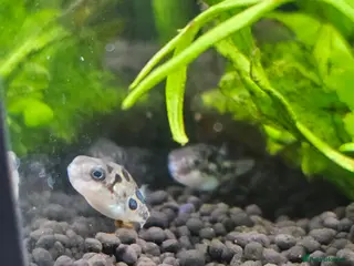 Pufferfish fish 6 pea puffers with aquarium - Advert 16