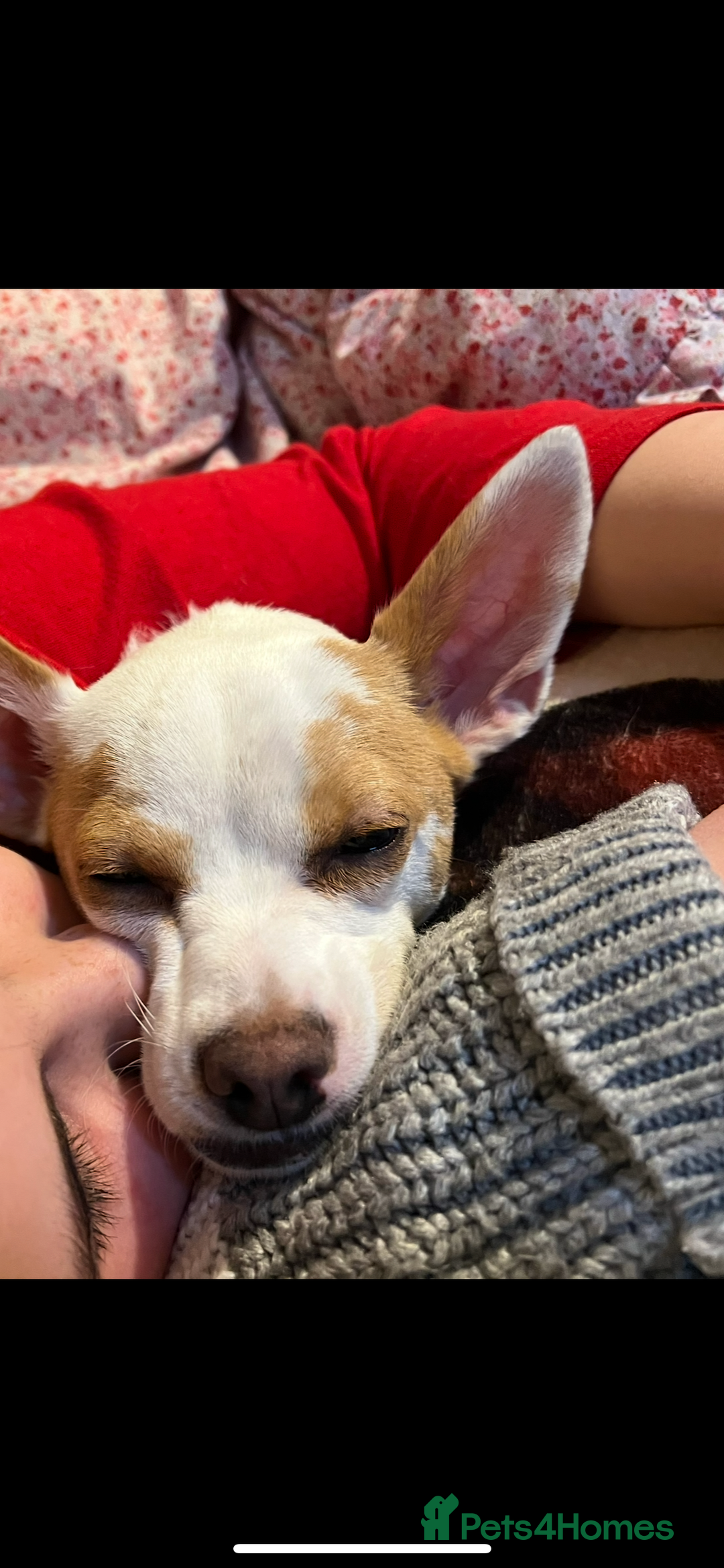 Mixed Breed dogs for sale: Ted chihuahua x Jack Russell 10 months old  - Image 2