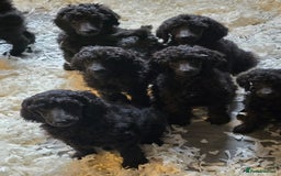 Standard Poodle dogs for sale: Stunning kc standard poodle puppies ready now - Image 2