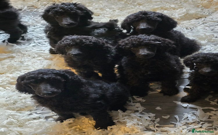 Standard Poodle dogs - Advert 8