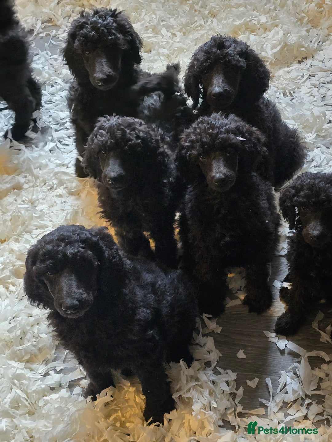 Standard Poodle dogs for sale: Stunning kc standard poodle puppies ready now - Image 2