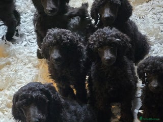 Standard Poodle dogs - Advert 2