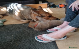 German Shepherd dogs for sale: Beautiful German Shepherd Puppies - Image 11
