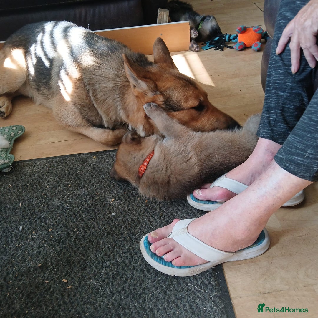 German Shepherd dogs for sale: Beautiful German Shepherd Puppies - Image 11