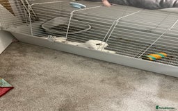 English Lop rabbits for sale: Simmie The Sweetheart - Image 2