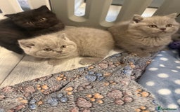 British Shorthair cats for sale: Beautiful British shorthair champion bloodlines - Image 32