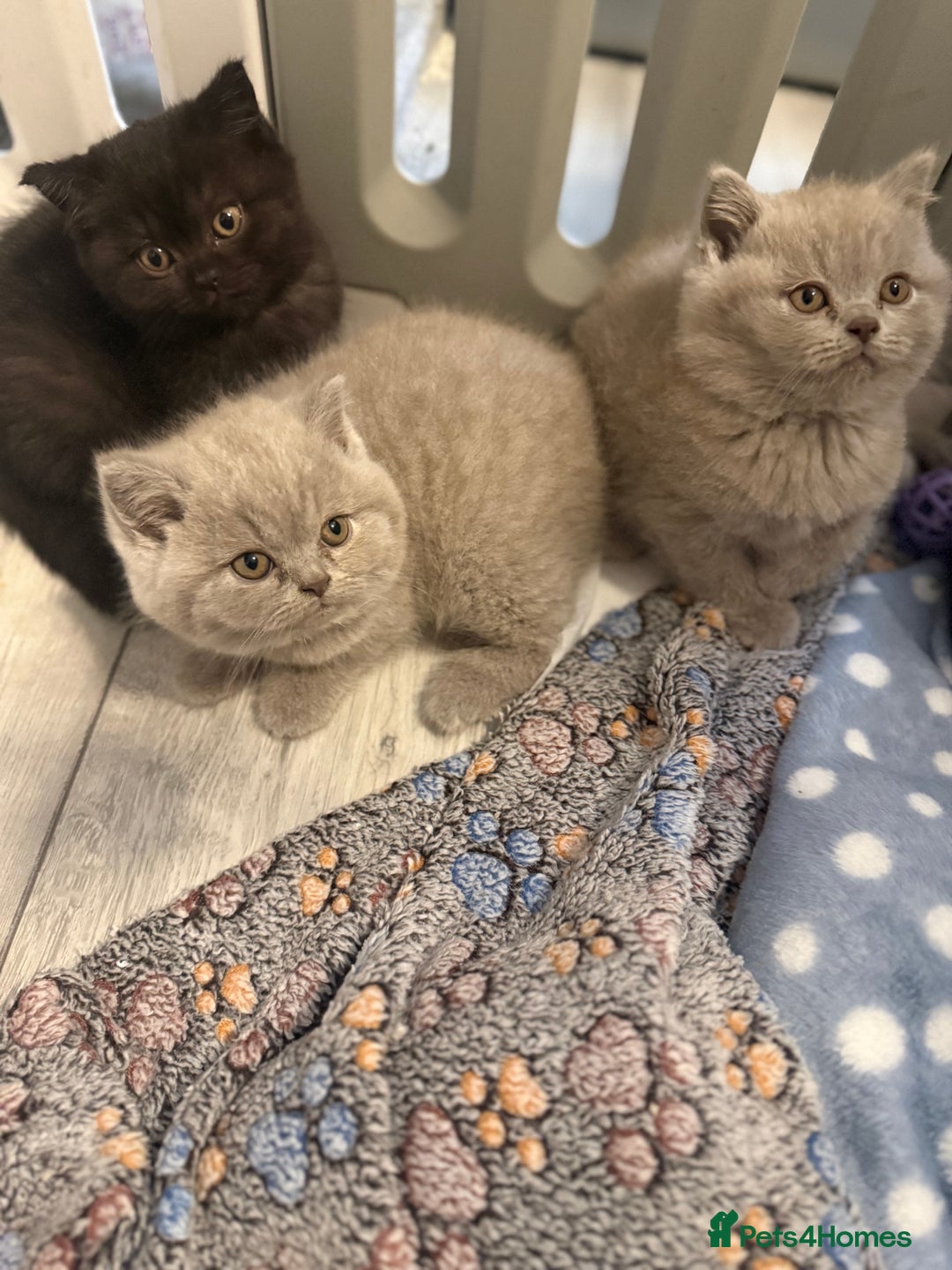 British Shorthair cats for sale: Beautiful British shorthair champion bloodlines - Image 32