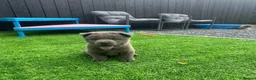 Chow Chow dogs for sale: Stunning exotic colour chowski puppies for sale  - Advert 26