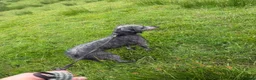 Mixed Breed dogs for stud: Bedlington x whippet - Advert 6