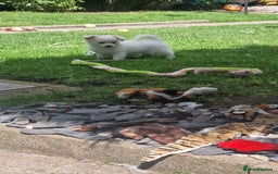 Chihuahua dogs for sale: Gorgeous Long coat MALE WHITE chihuahua.  - Image 16
