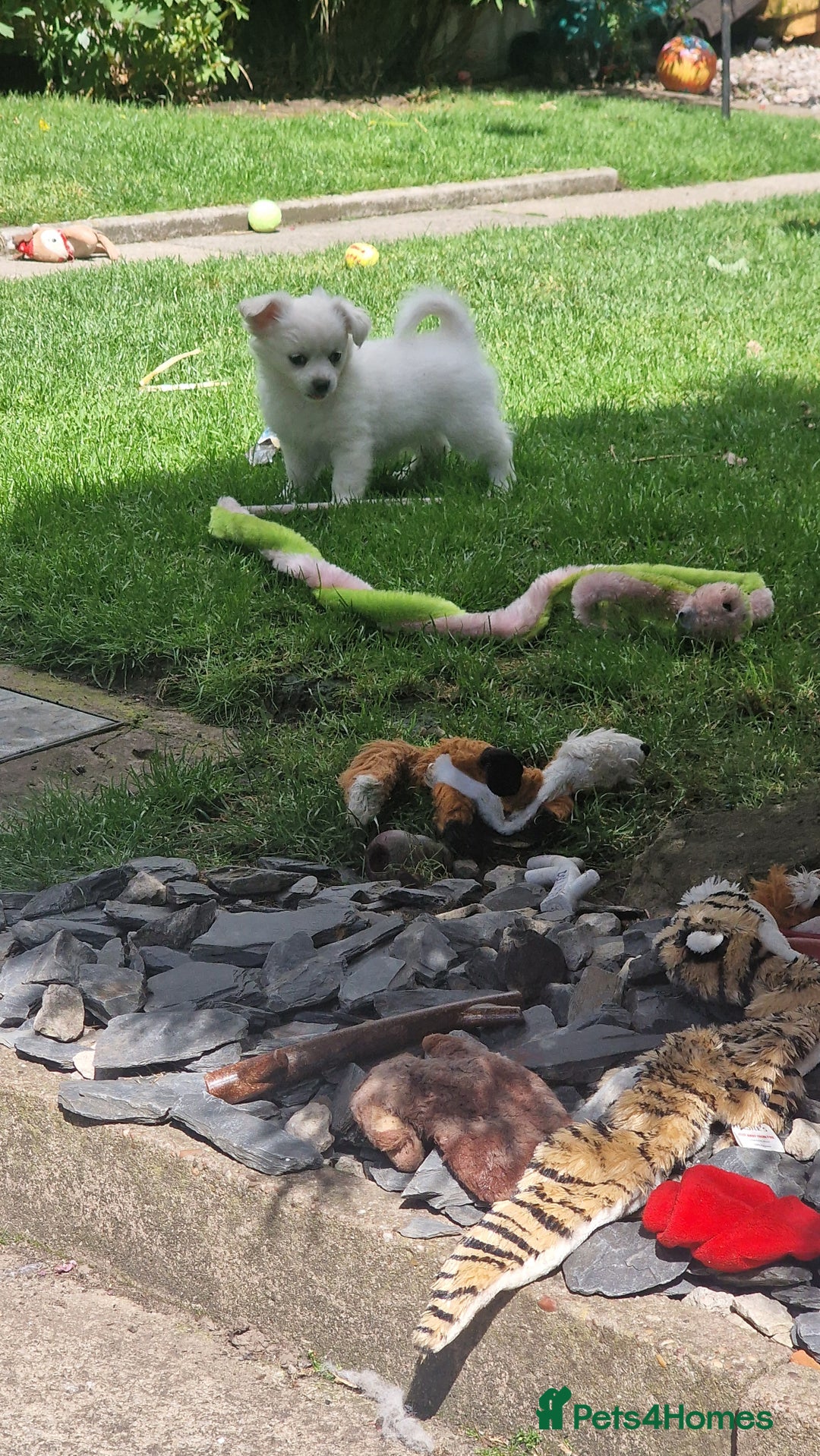 Chihuahua dogs for sale: Gorgeous Long coat MALE WHITE chihuahua.  - Image 16