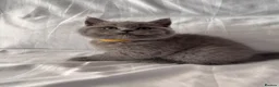 British Shorthair cats for sale: 🐾 Adorable Kittens Looking for Their Homes 🐾 - Advert 14