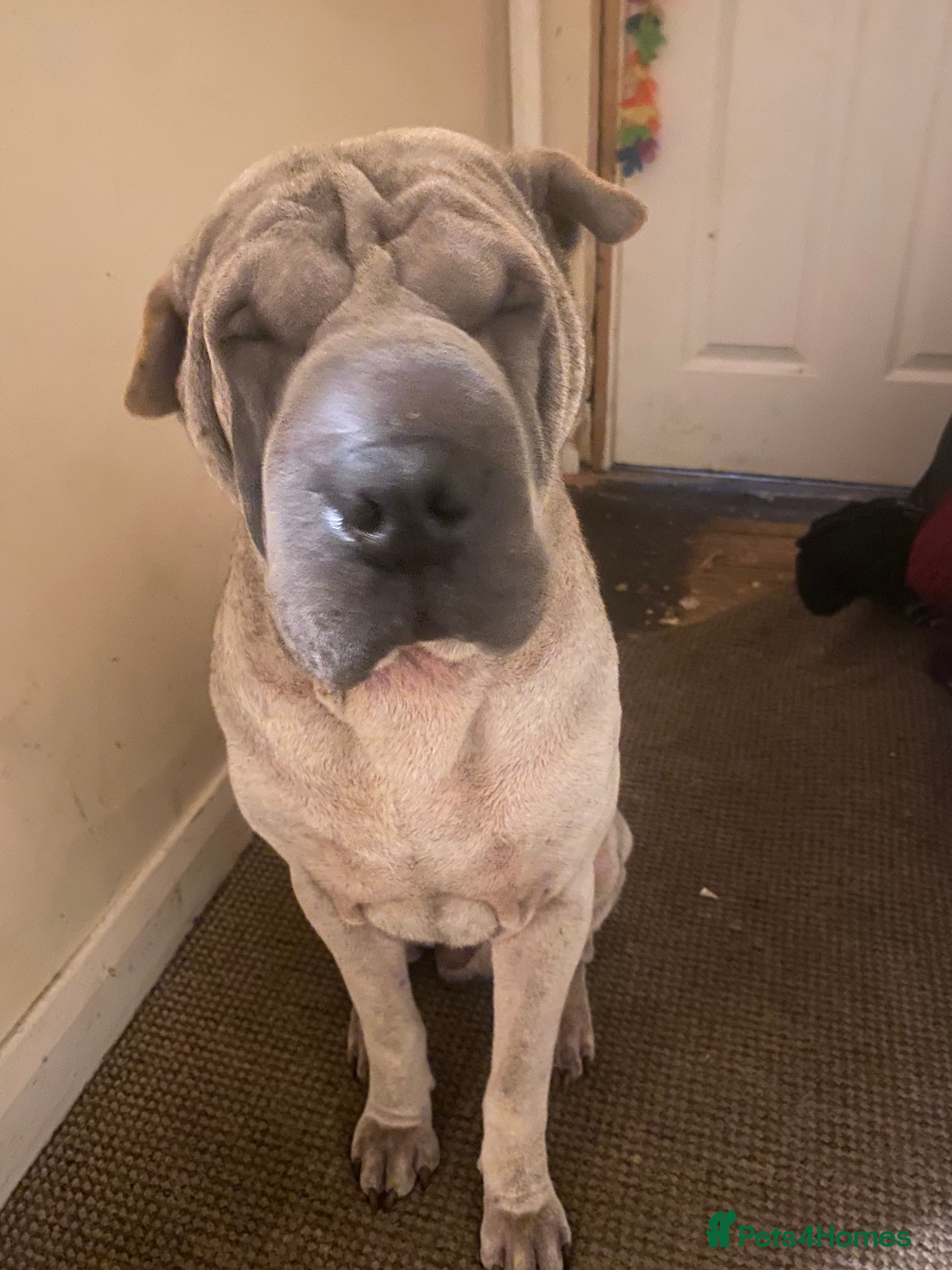 Shar Pei dogs Sharpei - Advert 2