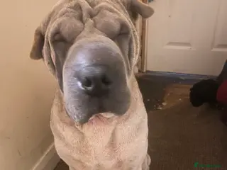 Shar Pei dogs Sharpei - Advert 4
