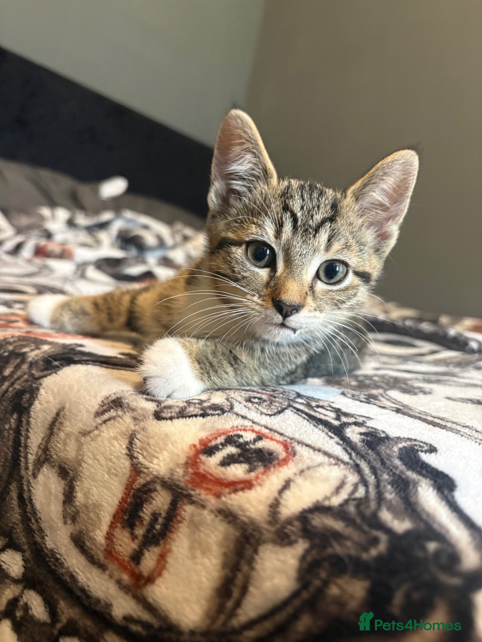 Mixed Breed cats Little Tabby Girl - Advert 3