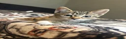 Mixed Breed cats for sale: Little Tabby Girl in Chester - Advert 1