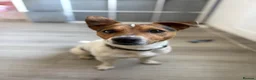 Jack Russell dogs for stud: Jack russell Stud in Salisbury - Advert 6