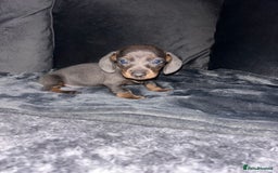 Dachshund dogs for sale: KC miniature dachshunds  in Middlesbrough - Image 15