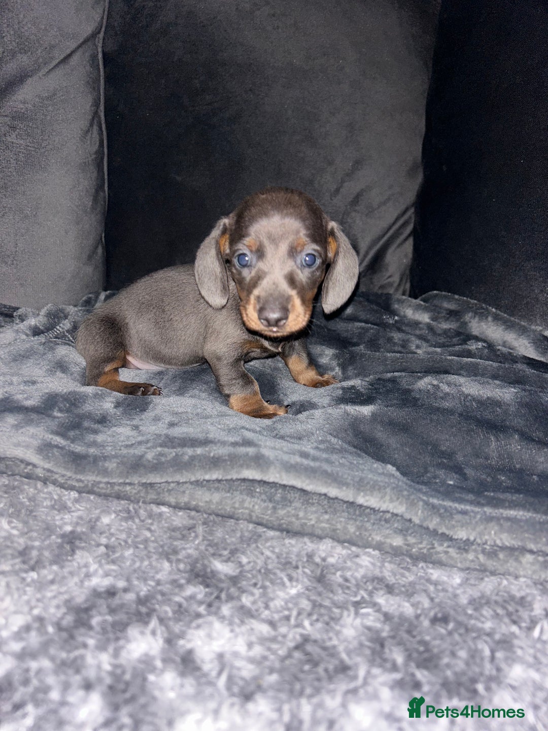 Dachshund dogs for sale: KC miniature dachshunds  in Middlesbrough - Image 15
