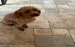 Toy Poodle dogs for sale: Red toy poodle  - Image 2