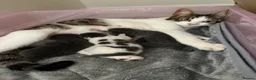 Mixed Breed cats for sale: Blue kittens in Sudbury - Advert 1