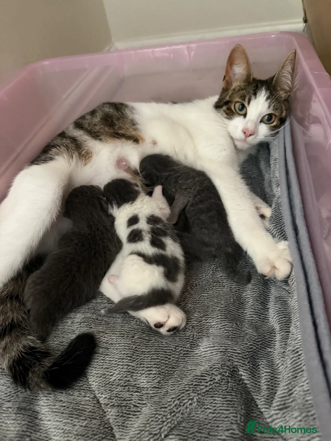 Mixed Breed cats for sale: Blue kittens in Sudbury - Advert 1