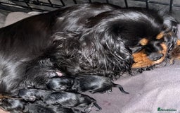 Cavapoo dogs for sale: Beautiful F1 Cavapoos  - Advert 5