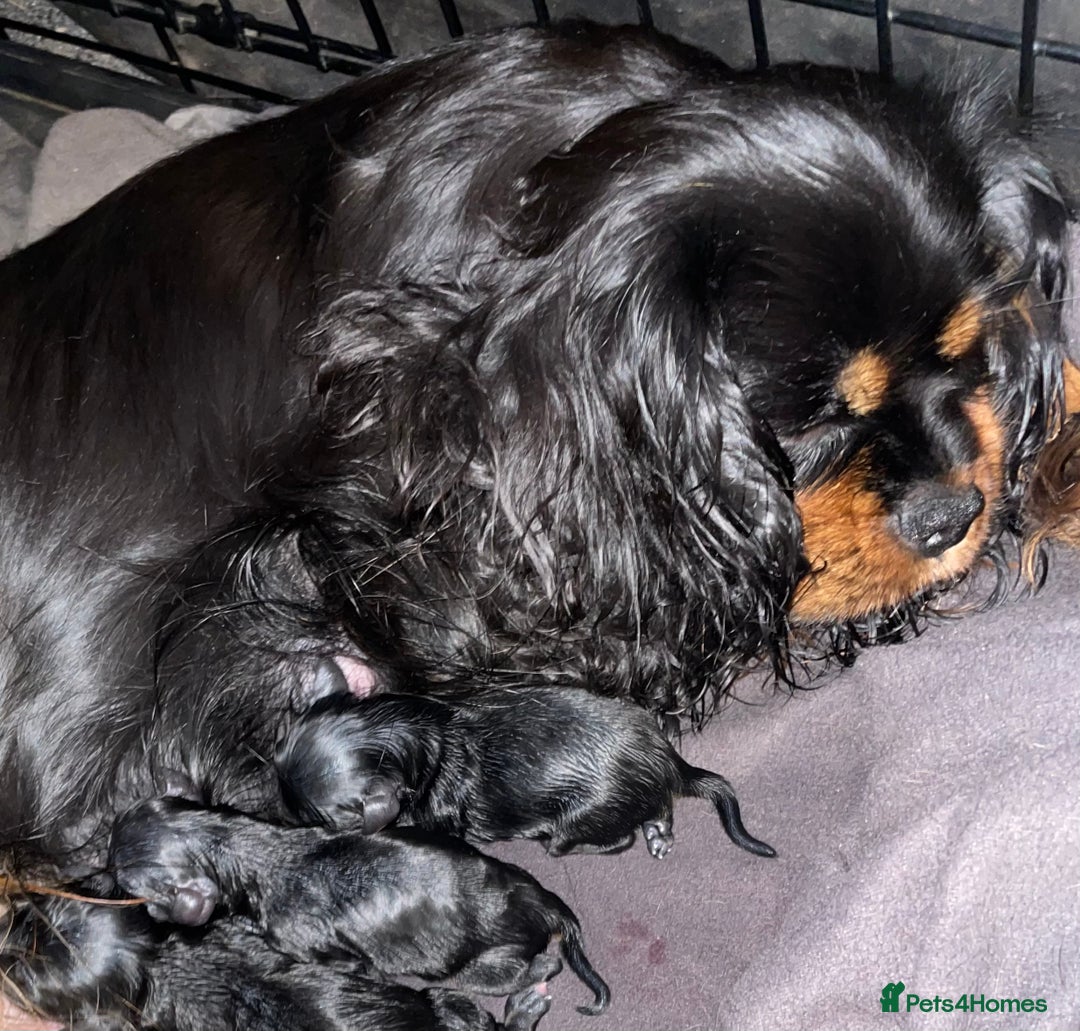 Cavapoo dogs for sale: Beautiful F1 Cavapoos  - Advert 5