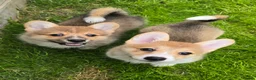 Welsh Corgi Pembroke dogs for sale: Pembroke Corgi Puppies - Ready Now - Advert 9