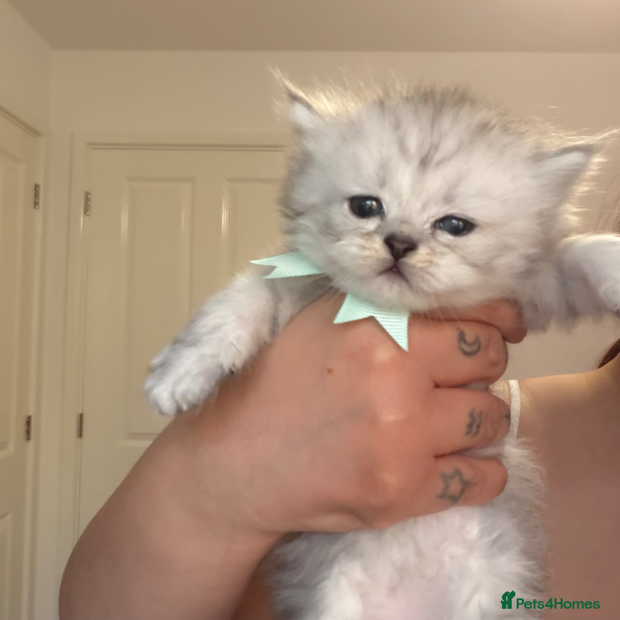 Persian cats for sale: £500 REDUCED dollface Persian available  - Advert 15