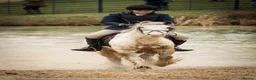 Irish Cob horses for sale: Big Betty in Huntingdon - Advert 5