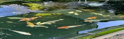 Koi Carp fish for sale: Various koi carp - Advert 2