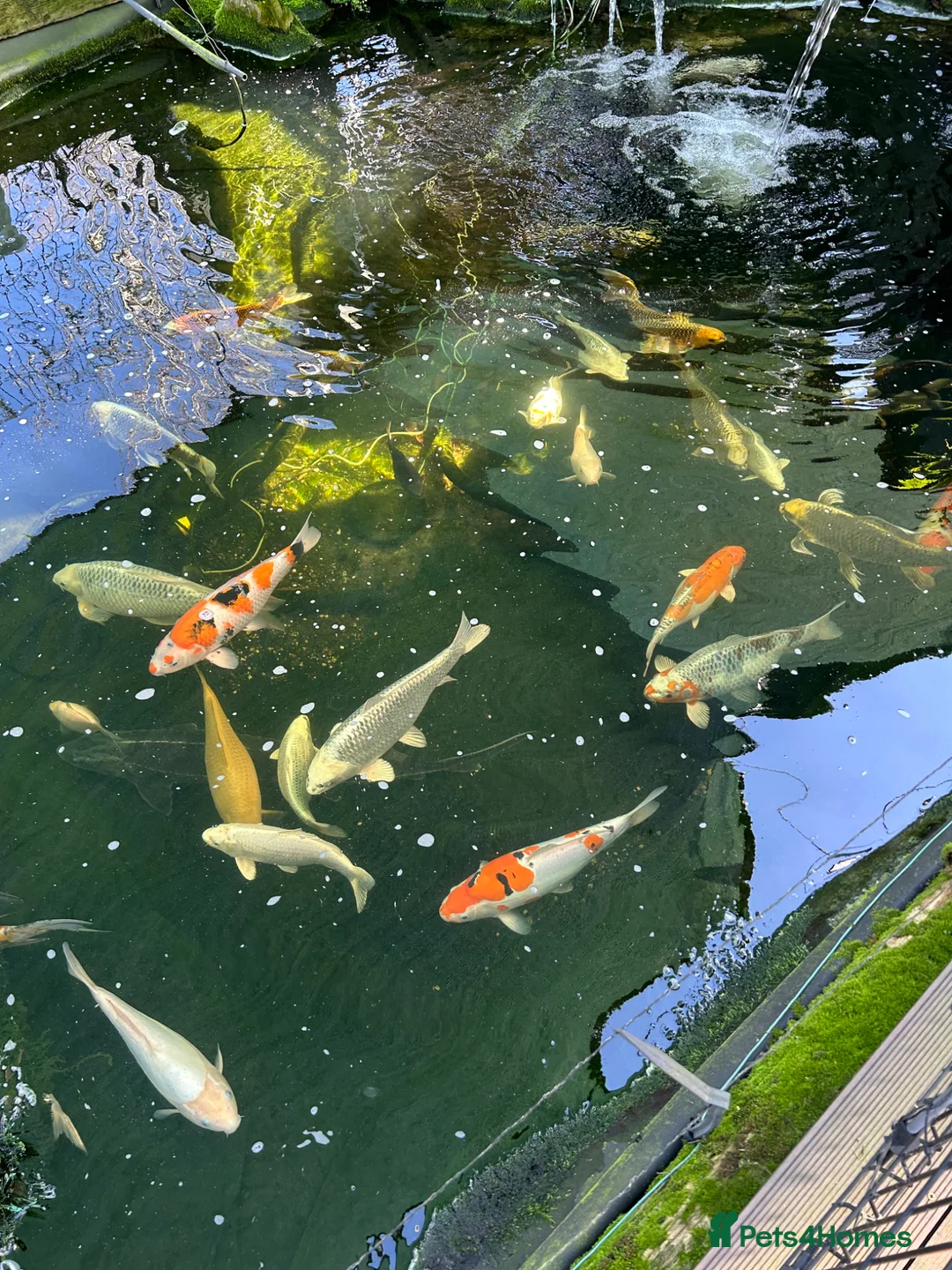 Koi Carp fish for sale: Various koi carp - Advert 2
