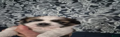 Shih Tzu 2