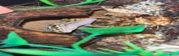 Leopard Gecko reptiles for sale: Leopard gecko with full set up in Worcester - Advert 2