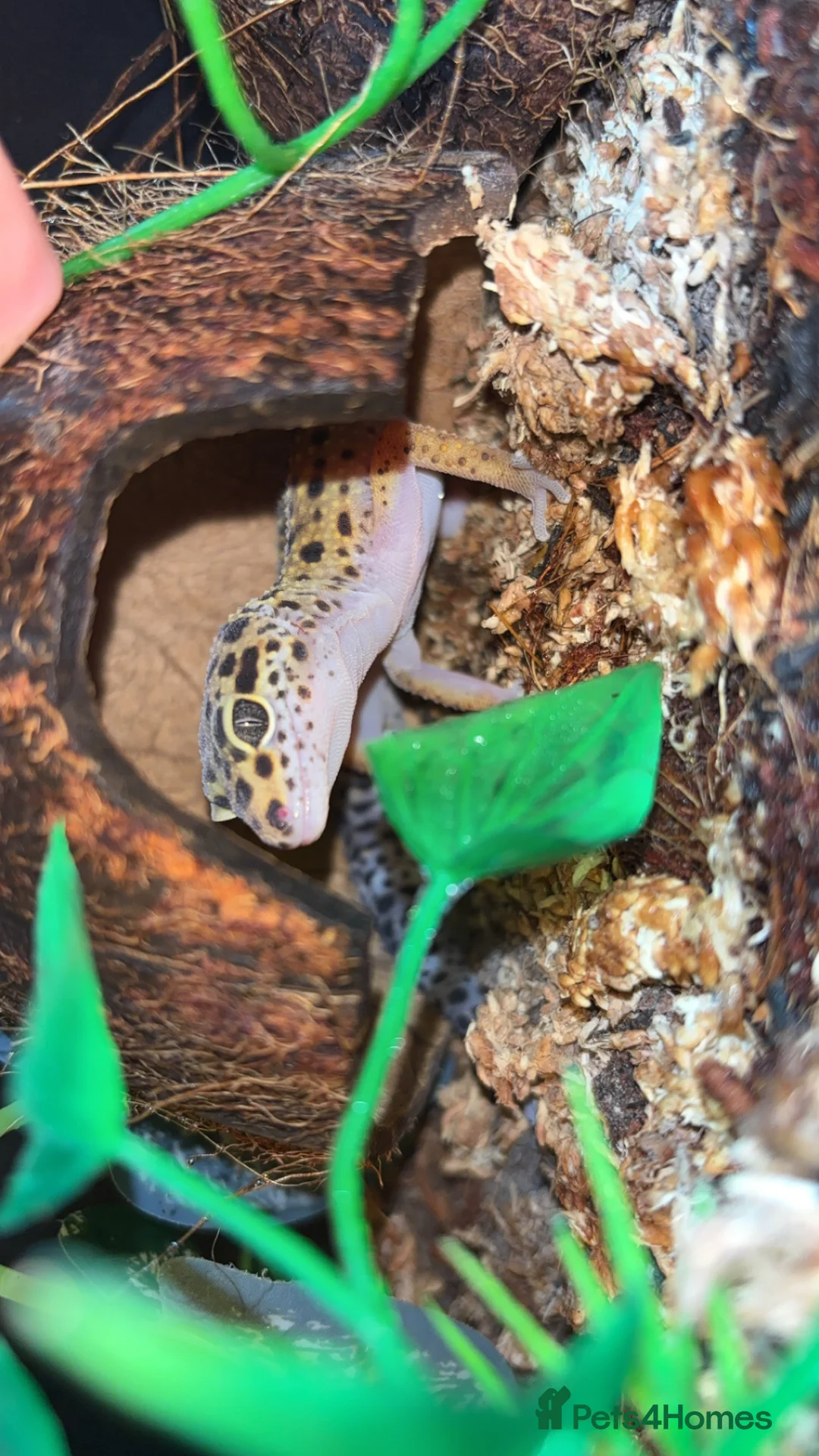 Leopard Gecko reptiles for sale: Leopard gecko with full set up in Worcester - Advert 2
