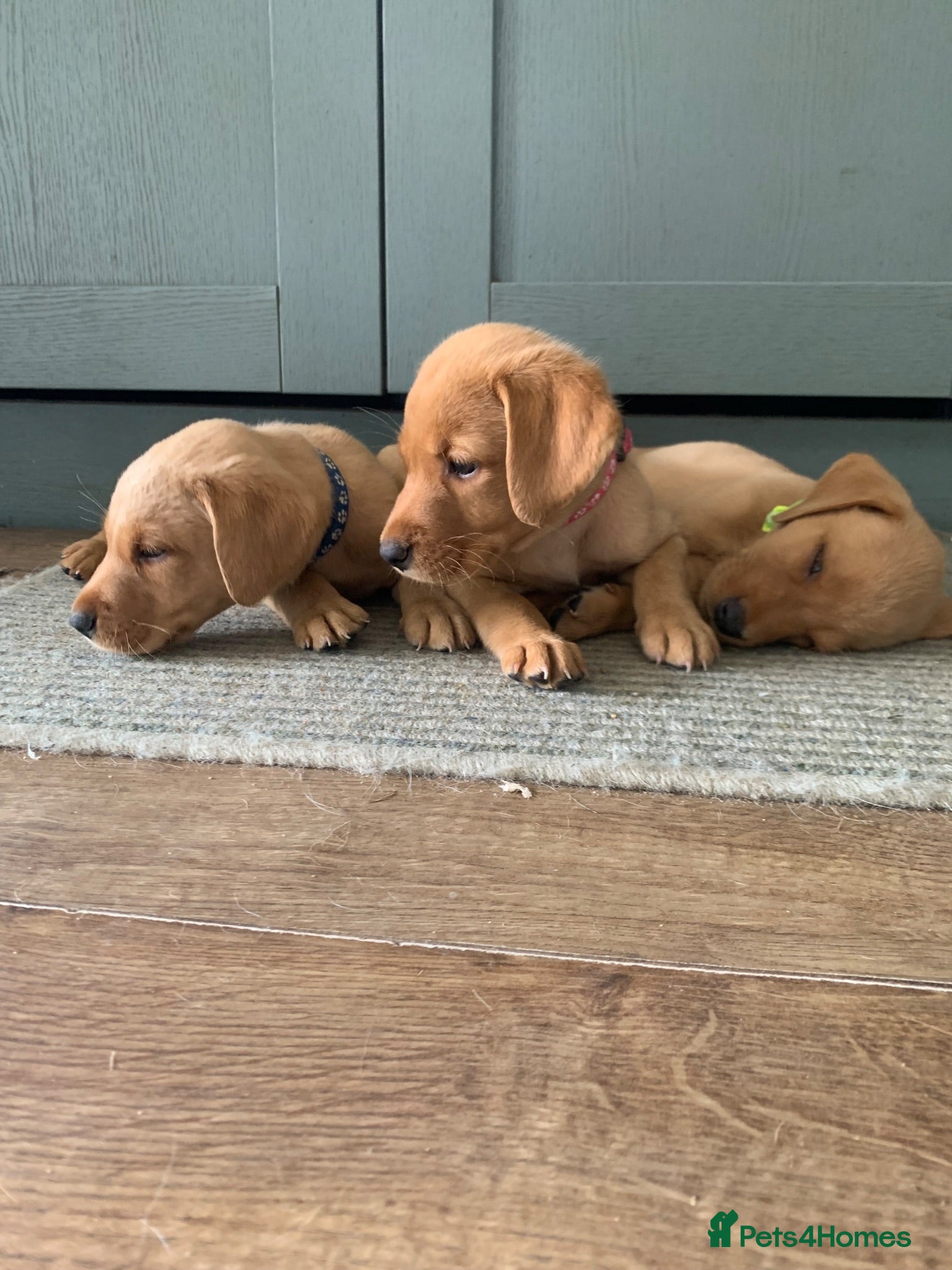 Labrador Retriever dogs  KC Labrador puppies 🐾 - Advert 3