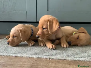 Labrador Retriever dogs KC Labrador puppies 🐾 - Advert 3
