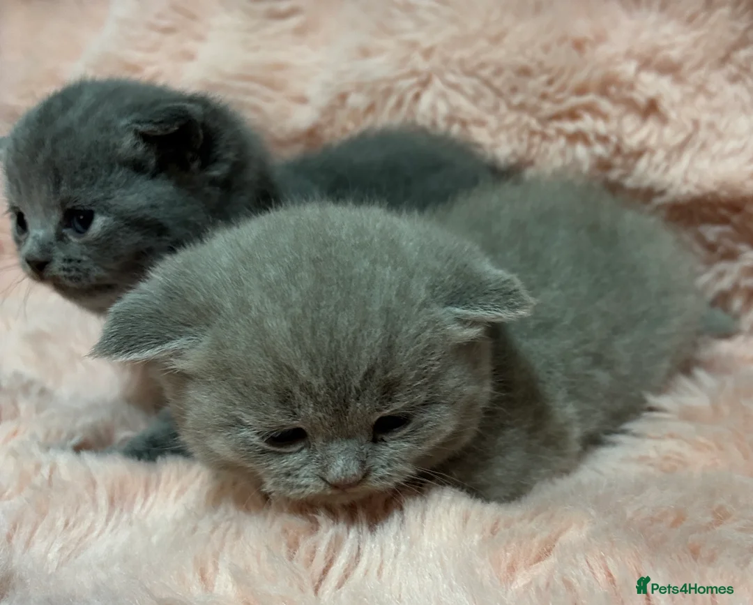 British Shorthair cats for sale: Beautiful British short hair kittens  - Advert 38