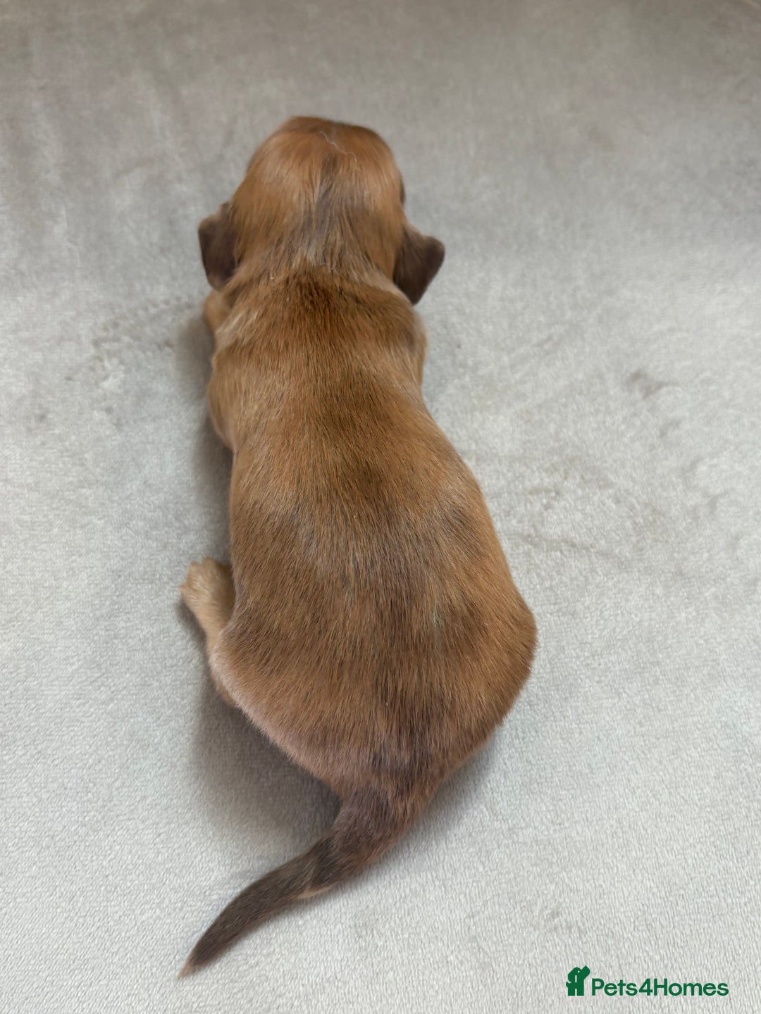 Miniature Dachshund dogs for sale: Gorgeous Long &short haired mini dachshund puppies - Image 13