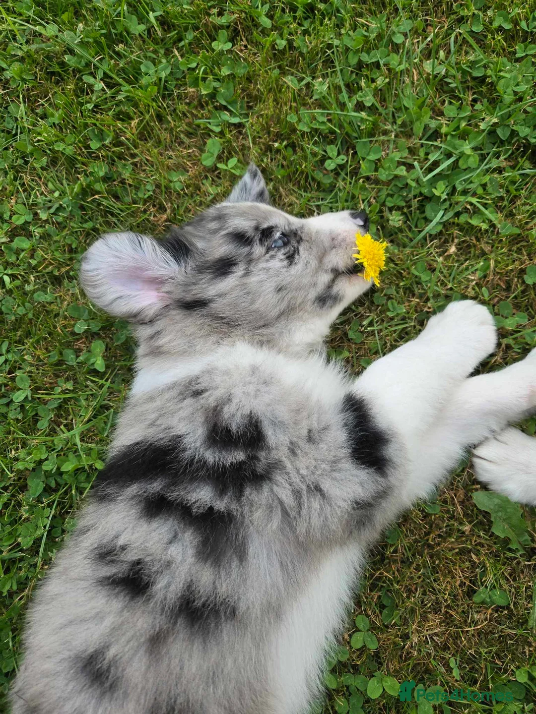 Border Collie dogs for stud: Proven pure bred tri coloured merle collie stud in Fakenham - Advert 16