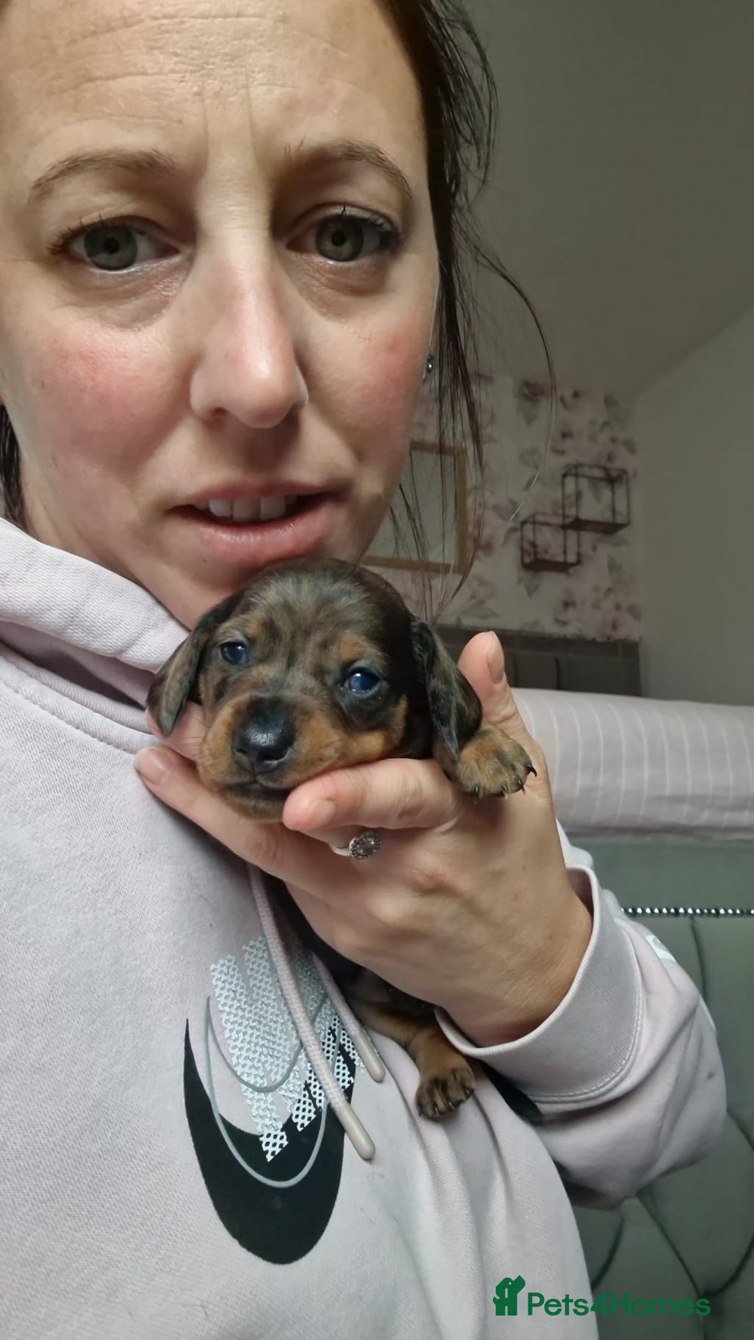 Miniature Dachshund dogs for sale: Miniature Dachshund Puppies – Short-Haired - £1000 - Image 4