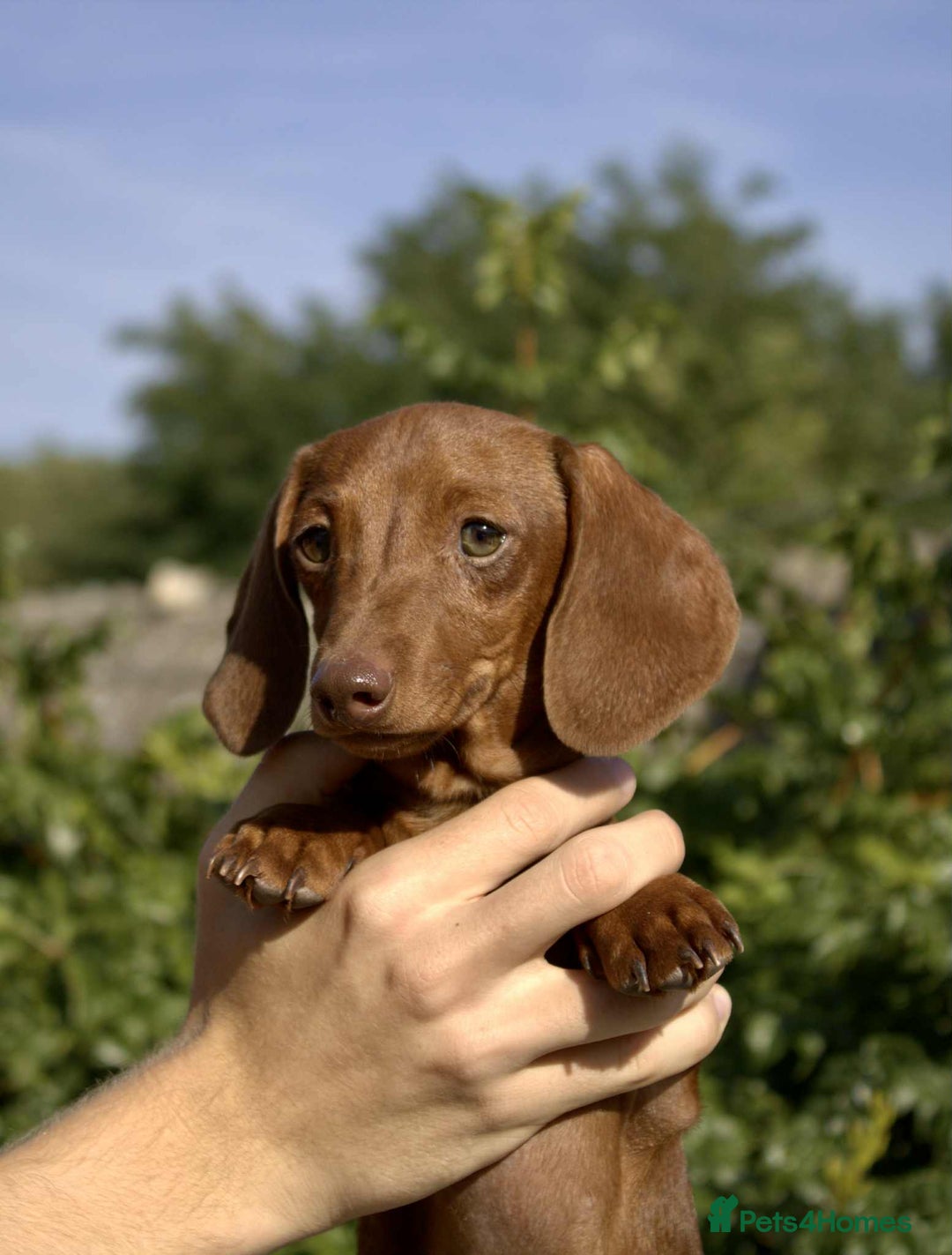 Miniature Dachshund dogs for sale: Ferrari Hug Me Strongly  - Image 2