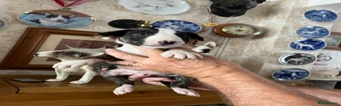 English Bull Terrier 6