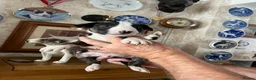 English Bull Terrier dogs for sale: English bull terrier puppies - Advert 3